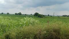 बारिश के इंतजार में चिंतित MP के किसानों को मिलेगी बड़ी राहत, IMD ने मौसम पर दिया ये बड़ा अपडेट