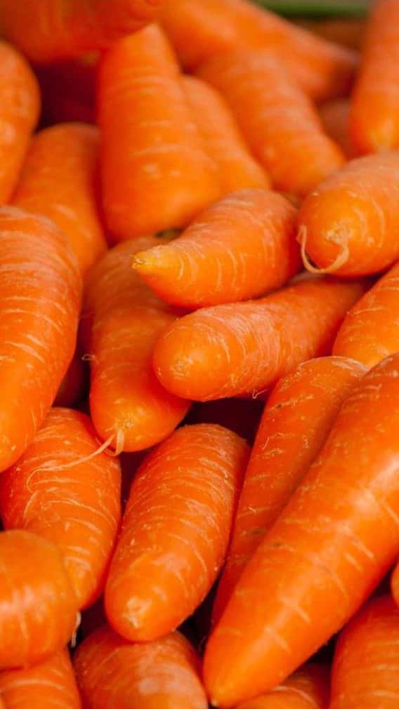 ਗਾਜਰ ਬੀਜਣ ਵੇਲੇ ਇਨ੍ਹਾਂ ਗੱਲਾਂ ਦਾ ਰੱਖੋ ਖ਼ਾਸ ਧਿਆਨ