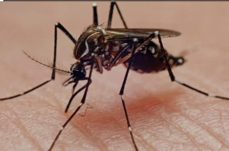Malaria kills 4.35 lakh every year  Shocking news on Awareness Day - TNN மலேரியாவால் ஆண்டுக்கு 4.35 லட்சம் பேர் உயிரிழப்பு - விழிப்புணர்வு நாளில் அதிர்ச்சி தகவல்