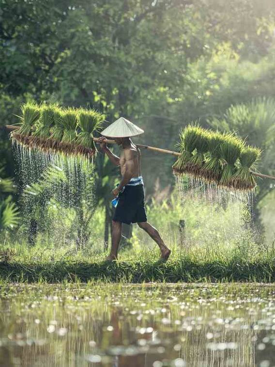 किस चीज की खेती आपको कर सकती है मालामाल?