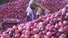Onion Market : शेतकऱ्याच्या ताटात माती कालवण्याचा प्रकार! 'बफर स्टॉक'चा कांदा बाजारात आणण्याच्या हालचाली, शेतकरी संघटनांचा तीव्र विरोध