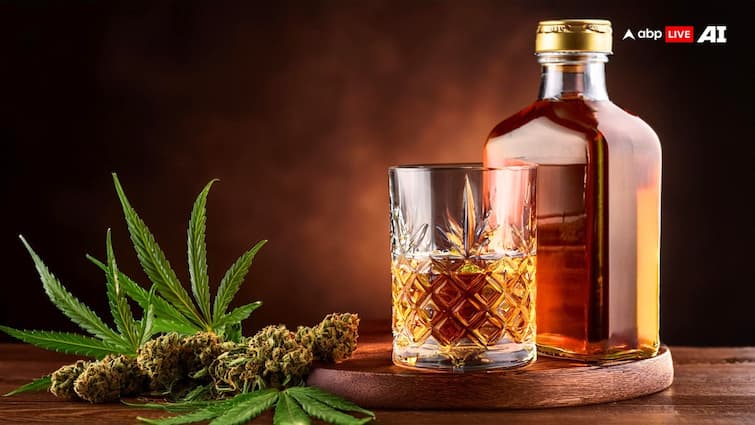 Hashish Ganja or alcohol know which is more dangerous for health facts knowledge चरस-गांजा या फिर शराब, जानें सेहत के लिए क्या होता है ज्यादा खतरनाक