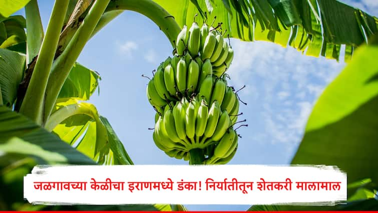 Farmer Success Story Jalgaon Farmer Export Banana in Iran earning in lakhs Jalgaon Agriculture Success Maharashtra Farmer Success: जळगावच्या केळीचा इराणमध्ये डंका! एक केळीचा घड 35 किलोंचा, लाखोत कमवतोय हा शेतकरी..