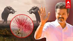 TVK Flag | யாரை சீண்டுகிறார் விஜய்? த.வெ.க கொடி சொல்லும் SECRETS