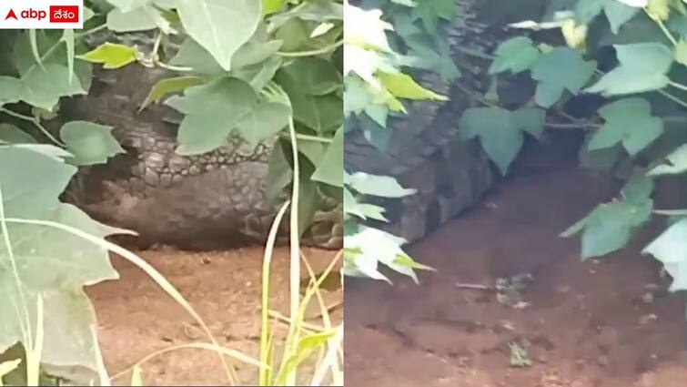 big crocodile found in cotton crop in maldakal in gadwal district Viral Video: పొలంలో భారీ మొసలి - కూలీల షాక్, వైరల్ వీడియో