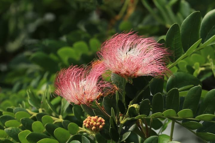 ஒரு பாத்திரத்தில் விளக்கெண்ணெய் ஊற்றி சூடானதும் வாகை பூவின் இலையை அரைத்து சேர்த்து 5 நிமிடம் வேக வைக்கவும். அதன் பிறகு ஆற வைத்து பற்றாக போட்டு வந்தால் மூட்டுவலி கை, கால் வலி குறையலாம்