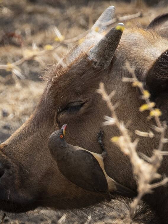 कितनी होती है मुर्रा भैंस की कीमत?