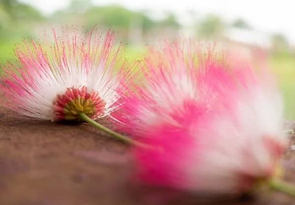 தண்ணீரை கொதிக்க வைத்து அதில் வாகை பூவை சேர்த்து தேநீராக குடித்து வந்தால் வாதம், பித்தம் சீராகும்