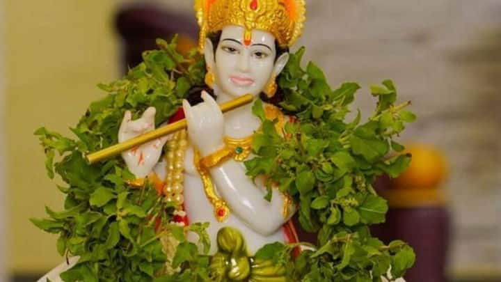 Janmashtami 2024 : कृष्णजन्माष्टमी अवघ्या काही दिवसांवर आहे. भारतीय आयुर्वेदातील एक महत्त्वाची औषधी वनस्पती आहे. ज्याला केवळ धार्मिक महत्त्व नाही, तर आरोग्य आणि त्वचेसाठीही ती खूप फायदेशीर ठरू शकते.