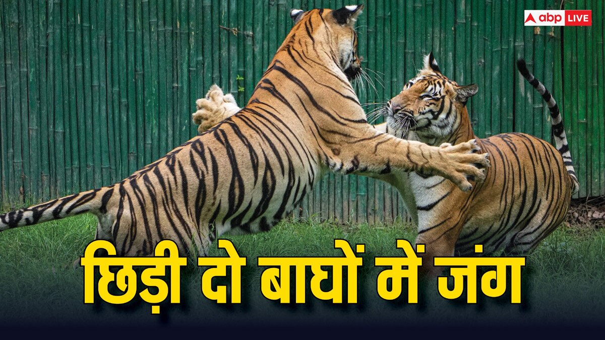 Tiger Fight: वाल्मीकि टाइगर रिजर्व में वर्चस्व को लेकर दो बाघों में हुई भिड़ंत, एक की मौत