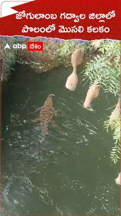 జోగులాంబ గద్వాల జిల్లాలో మొసలి కలకలం.!