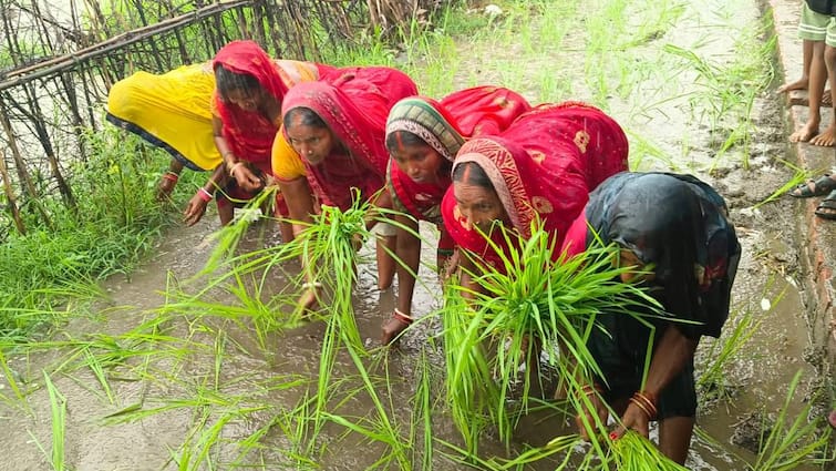 Bihar Nawada villagers planted paddy on unpaved road expressed protest against mukhiya ann Bihar News: नवादा में ग्रामीणों ने कच्ची सड़क पर रोप दिया धान, किस बात की है नारजगी? जानें