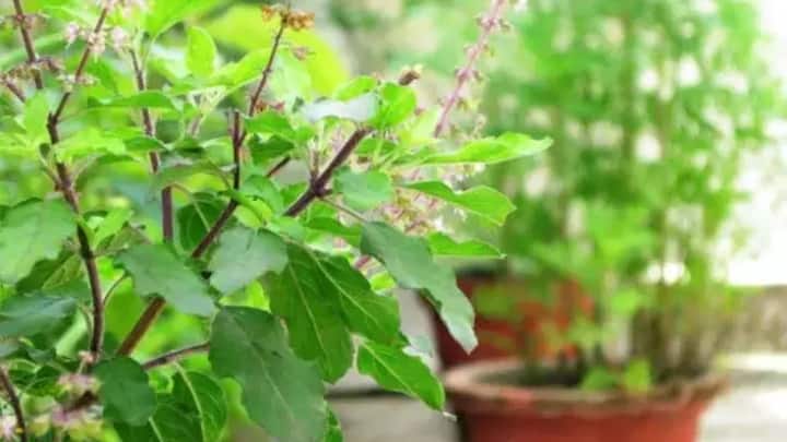 भगवान श्रीकृष्णाच्या नैवेद्यात तुळशीला खूप महत्त्व आहे. भारतात अनेक लोक तुळशीची पूजा करतात. तसेच ही वनस्पती आपल्या आरोग्यासाठी खूप फायदेशीर मानली जाते. तुळशीमध्ये औषधी गुणधर्म भरलेले आहेत. हे आपल्या त्वचेसाठी आणि आरोग्यासाठी खूप फायदेशीर ठरू शकतात. यामध्ये अनेक प्रकारची जीवनसत्त्वे आढळतात. तुळशीचे अनेक प्रकार आहेत ज्यात श्याम तुळशी, राम तुळशी, पांढरी/विष्णू तुळशी, वन आणि लिंबू तुळशी यांचा समावेश आहे.