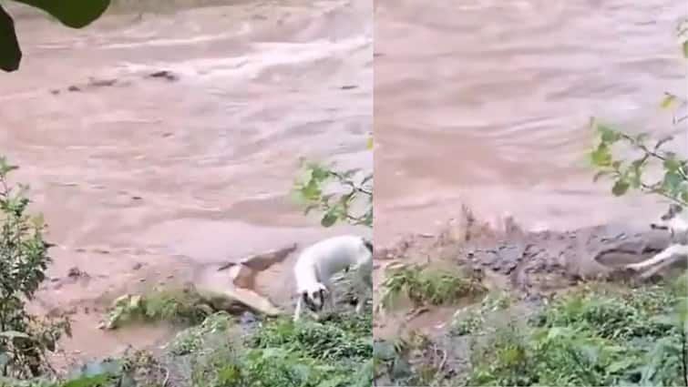 Dog Attacked by Crocodile Shocking Video Goes Viral Viral Video: షాకింగ్ వీడియో - కుక్కపై మొసలి దాడి, మూడు క్షణాల్లో మింగేసింది