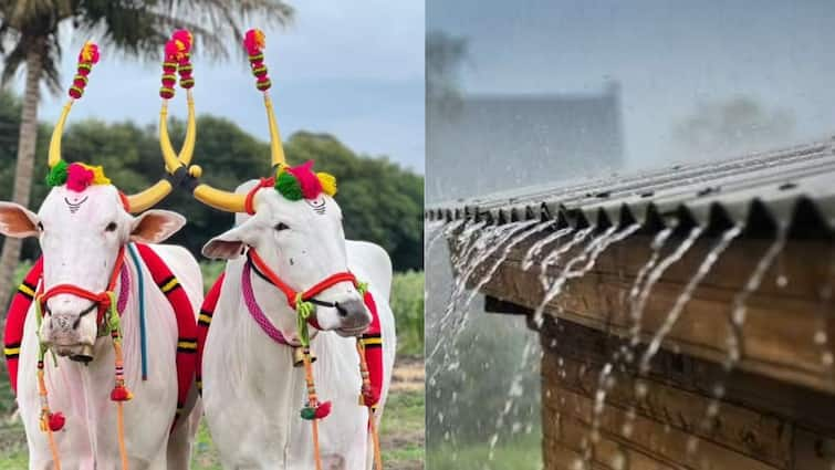 This year there will be heavy rains on the festival of Bail Pola Panjabrao Dakh has predicted the weather forecast यंदा बैल पोळा पावसात साजरा होणार, बळीराजाच्या स्वागताला वरुणराजा बरसणार, पंजाबराव डखांनी वर्तवला हवामान अंदाज