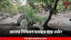 Janmashtami 2024: সূর্যাস্তের পর আর থাকা যায় না এখানে? জন্মাষ্টমীর আগে রইল নিধিবনের সেই গা ছমছমে কাহিনী