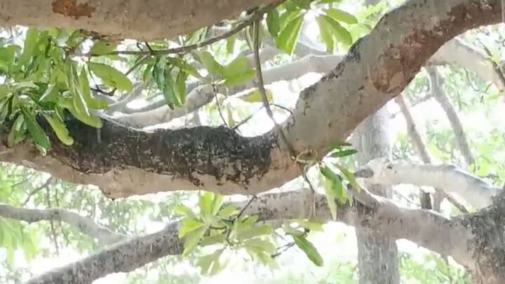 দুর্যোগ এড়াতে নামখানা থানার পুলিশের পক্ষ থেকে মৎস্যজীবী ও উপকূলের বাসিন্দাদের সতর্ক করে মাইকিং করা হচ্ছে।