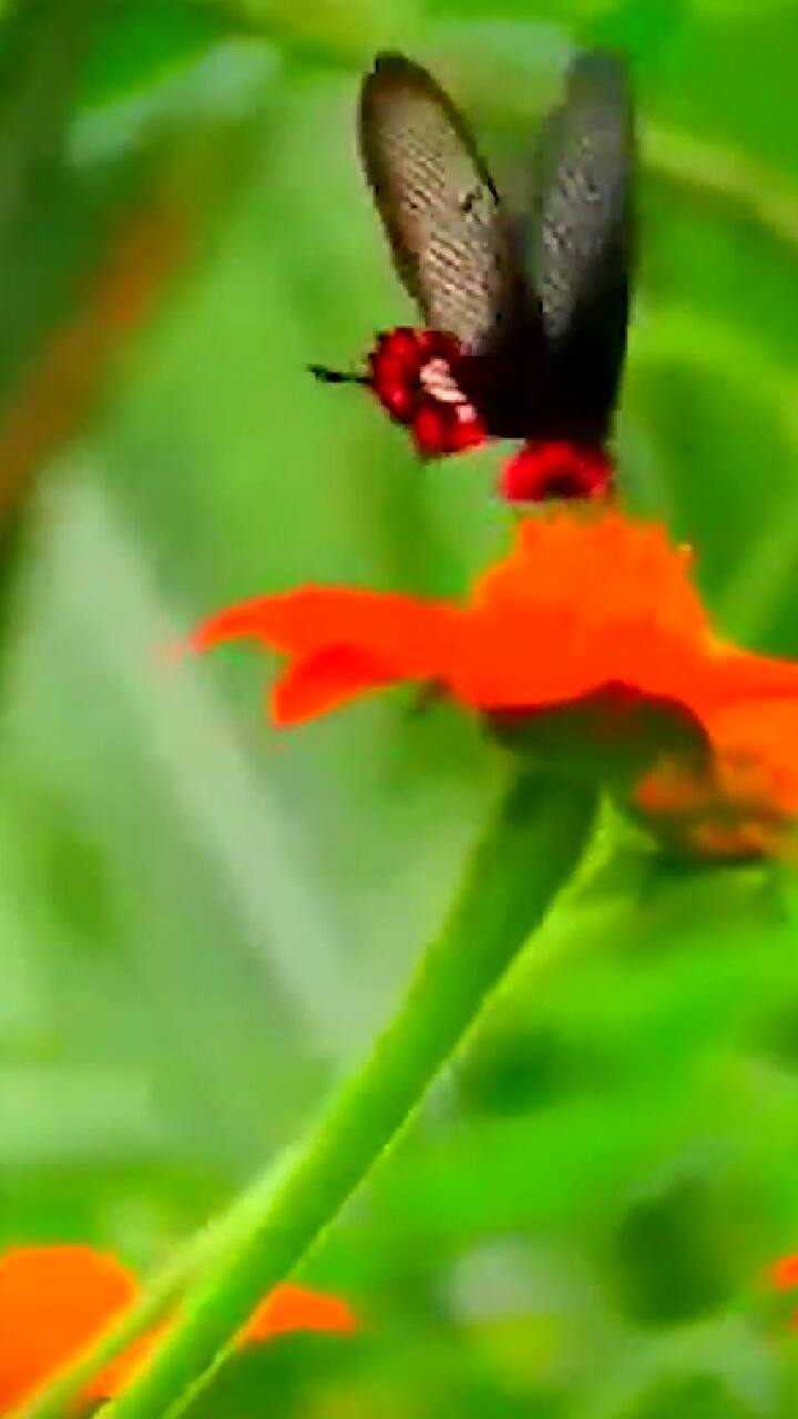 Coimbatore: तितली पार्क से आई मन को मोह लेने वाली तस्वीरें | ABP Shorts