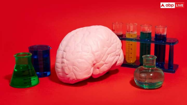 Small plastic particles have a very harmful effect on the brain. Through the cadavers test, it was found that much more plastic accumulated in the brain than in the kidneys and liver.