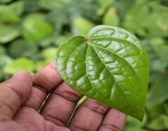 Health: આ લોકોએ ભૂલથી પણ ન ખાવા જોઇએ નાગરવેલના પાન, સ્વાસ્થ્ય પર થાય છે વિપરિત અસર