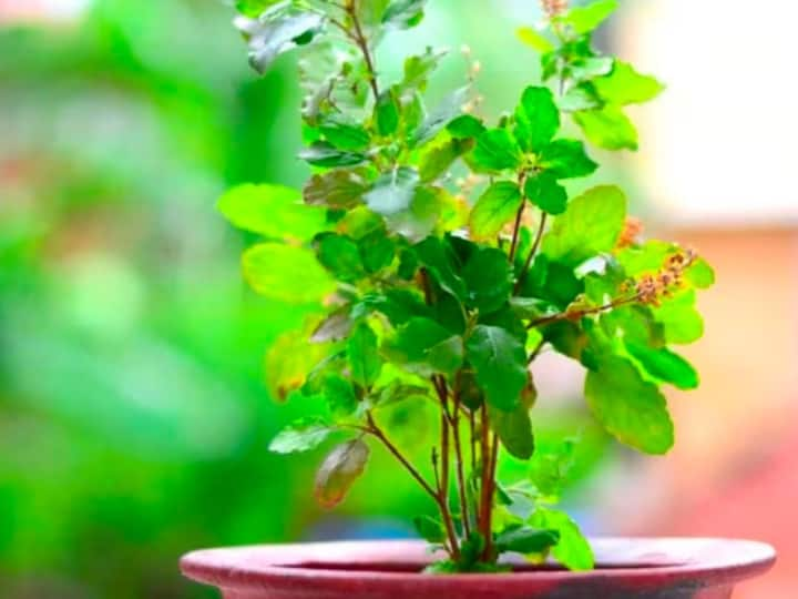 Vastu Tips For Tulsi : तुळशीचं रोप फार पवित्र असते.त्यामुळे त्याला कचरापेटीत फेकून देऊ नका.