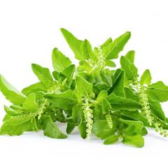 ਰੋਜ਼ਾਨਾ ਸਵੇਰੇ ਚਬਾਓ 2-4 ਤੁਲਸੀ ਦੇ ਪੱਤੇ, ਇਮਿਊਨਿਟੀ ਮਜ਼ਬੂਤ ਕਰਨ ਤੋਂ ਲੈ ਕੇ ਤਣਾਅ ਤੋਂ ਹੁੰਦਾ ਬਚਾਅ