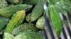 Bitter Gourd : பாகற்காயுடன் எக்காரணம் கொண்டும் இந்த உணவுகளை சேர்த்து சாப்பிடாதீங்க!