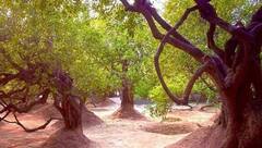 Janmashtami 2024: সূর্যাস্তের পর আর থাকা যায় না এখানে? জন্মাষ্টমীর আগে রইল নিধিবনের সেই গা ছমছমে কাহিনী