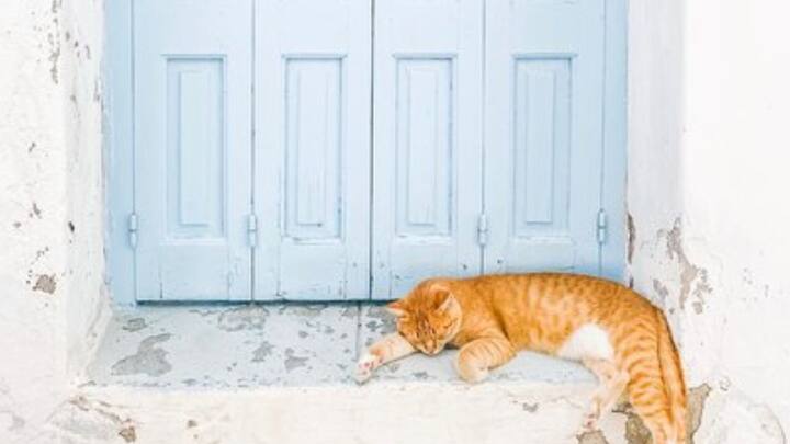 বিড়ালকে তুষ্ট করা যার তার কাজ নয় বলে মনে করা হয়। বিড়ালের আচরণও সারমেয়র চেয়ে আলাদা হয়। বিশেষ করে একটি বিষয় নজর কাড়ে সকলের।