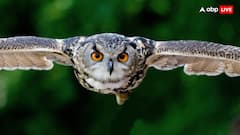 रात के अंधेरे में कैसे देख पाता है उल्लू, आखिर उसकी आंख में ऐसा क्या होता है?