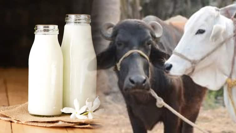 Cow, buffalo or goat... whose milk is best? Which is better for children, reveals doctor abpp ਗਾਂ, ਮੱਝ ਜਾਂ ਬੱਕਰੀ... ਕਿਸਦਾ ਦੁੱਧ ਹੈ ਸਭ ਤੋਂ ਵਧੀਆ? ਬੱਚਿਆਂ ਲਈ ਕਿਹੜਾ ਹੈ ਬਿਹਤਰ, ਡਾਕਟਰ ਨੇ ਕੀਤਾ ਖੁਲਾਸਾ