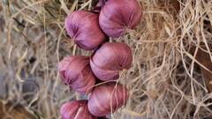 Onion: শরীরের পক্ষে কতটা পেয়াজ উপকারী, ফল মেলে কী?