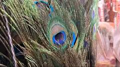 Janmashtami 2024: রাত পোহালেই জন্মাষ্টমী! গোপালকে সাজাতে জেলাশহরে কেনাকাটার ধুম