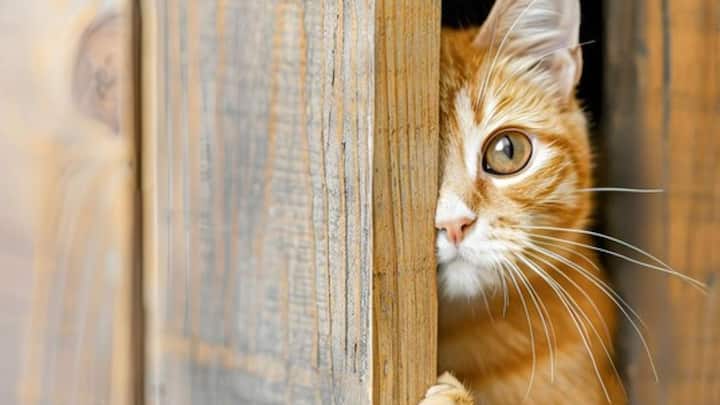 পোষ্য হিসেবে কুকুর বা বিড়াল বাড়িতে রাখতে পছন্দ করেন অনেকেই। কিন্তু সারমেয় পোষা এবং বিড়াল পোষা এক নয়। বিড়ালের বায়নাক্কা একটু বেশি বলেও মনে করেন অনেকে।