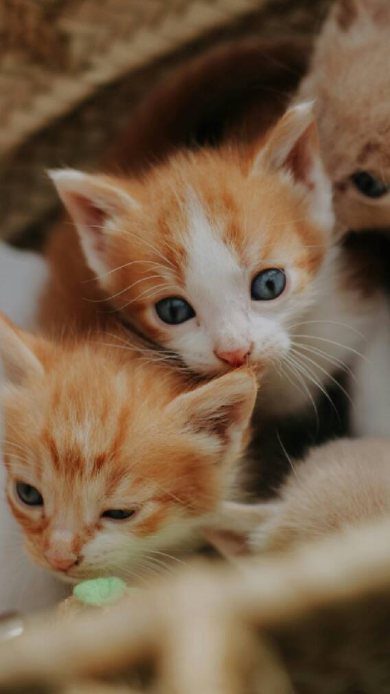 घरात मांजरीने पिल्लं देणं शुभ की अशुभ? जाणून घ्या.