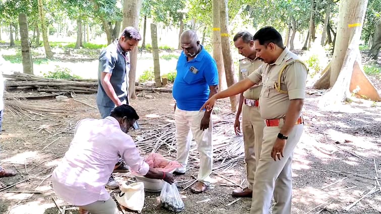 Theni news Seizure of 25 country made explosives kept in tamarind area for hunting - TNN தேனியில் அதிர்ச்சி.. வேட்டையாடுவதற்காக பதுக்கி வைக்கப்பட்ட வெடிகுண்டுகள் பறிமுதல்