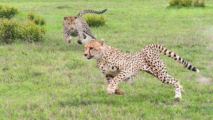 India Preferring Sourcing Cheetahs: भारत अब अपने वन्यजीव अभ्यारण्य में दक्षिण अफ्रीकी देशों के अलावा अन्य देशों से भी चीते मंगाने पर विचार कर रहा है, जो कि उत्तरी गोलार्ध के देशों से हों.