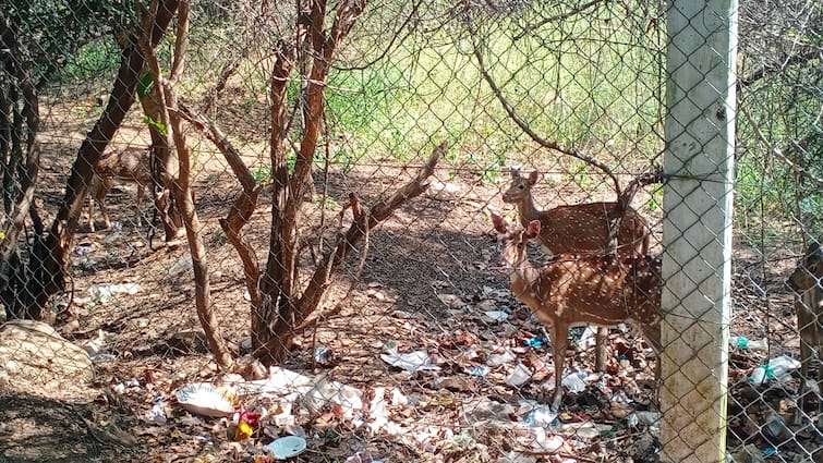 People throwing snacks to the deer on griwalabathi  The forest department shows negligence without taking action கிரிவலப்பாதையில் மான்களுக்கு திண்பண்டங்களை வீசும் மக்கள்.! அலட்சியம் காட்டும் வனத்துறை.!