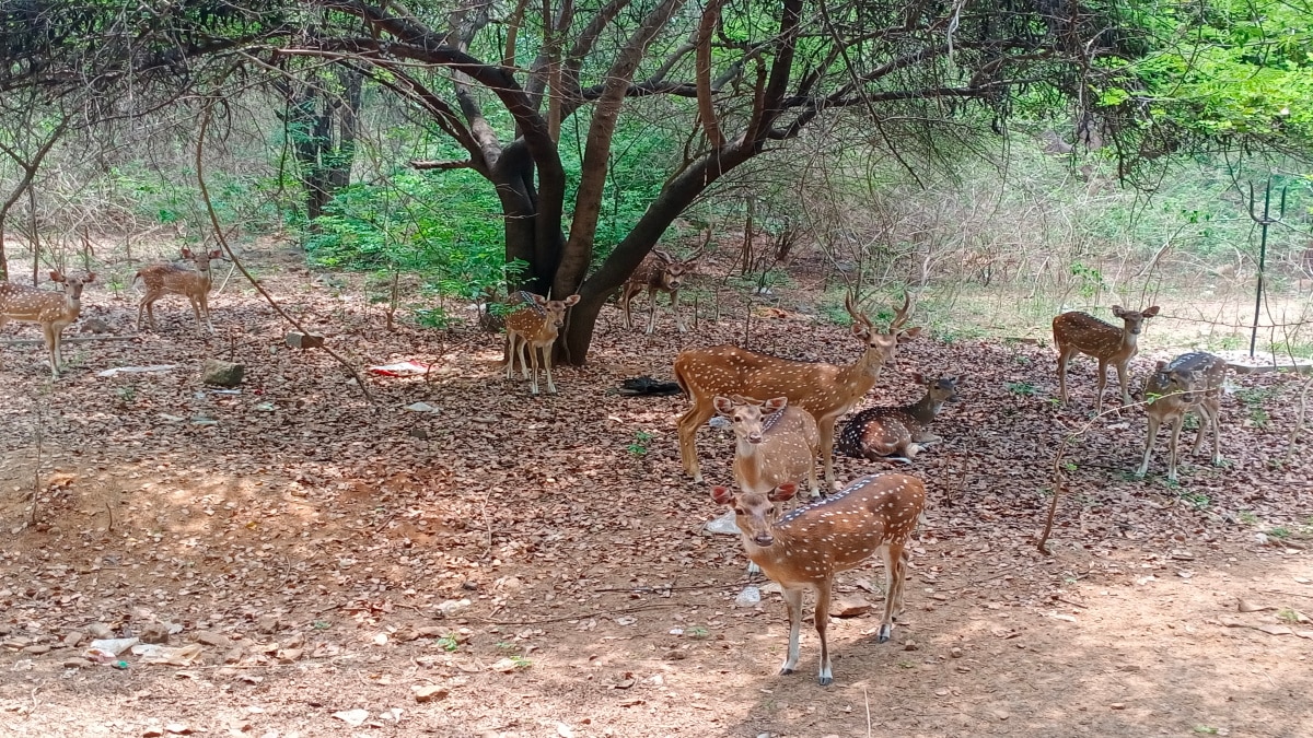 கிரிவலப்பாதையில் மான்களுக்கு திண்பண்டங்களை வீசும் மக்கள்.! அலட்சியம் காட்டும் வனத்துறை.!