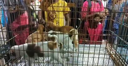 Madurai stray dogs adoption camp  effort to avoid people suffering - TNN Dog Adoption: தெரு நாய்கள் தத்தெடுக்கும் முகாம் - மதுரை மக்கள் வரவேற்பு
