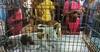 Dog Adoption: தெரு நாய்கள் தத்தெடுக்கும் முகாம் - மதுரை மக்கள் வரவேற்பு
