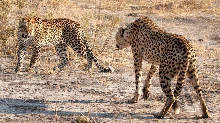 राजेश गोपाल ने कहा कि भविष्य में चीतों को जैव ले संबंधी जटिल परेशानियों से बचने के लिए केन्या या फिर सोमालिया जैसे उत्तरी गोलार्ध के देशों से मंगाया जाना चाहिए और उत्तरी गोलार्ध के ही देश से चीतों को लाने के लिए प्राथमिकता देनी चाहिए.