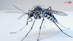 Mosquitoes Lifespan: ਕਿੰਨੀ ਹੁੰਦੀ ਹੈ ਮੱਛਰ ਦੀ ਉਮਰ? ਜਵਾਬ ਜਾਣ ਕੇ ਹੋਵੇਗੀ ਹੈਰਾਨੀ
