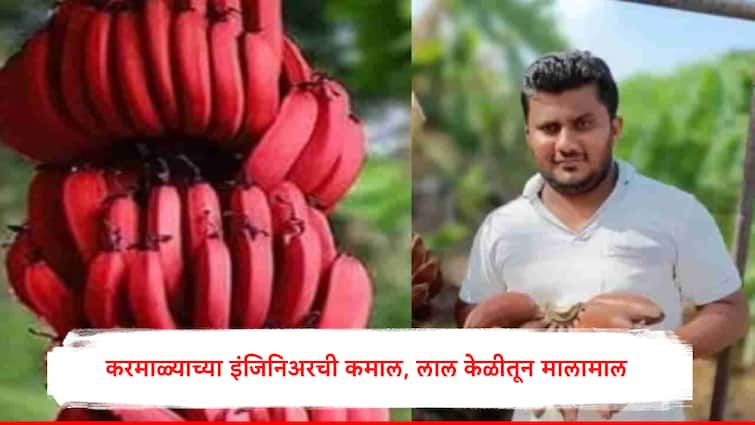 Farming success story Solapur Engineer cultivate red Banana in 4 acre karmala farmer earn 35 lakh rs profit Maharashtra Agriculture success story Success Story: इंजिनिअरनं चार एकरात लाल केळीतून कमावले 35 लाख रुपये, मेट्रो शहरांसह 5 स्टार हॉटेलमध्ये केली विक्री