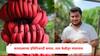 Success Story: इंजिनिअरनं चार एकरात लाल केळीतून कमावले 35 लाख रुपये, मेट्रो शहरांसह 5 स्टार हॉटेलमध्ये केली विक्री