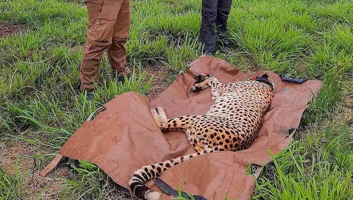 एजेंसी के सूत्रों के मुताबिक, इन दिनों पूरा ध्यान जंगलों में शिकार का आधार बढ़ाने, तेंदुओं की आबादी का प्रबंधन करने और गांधी सागर वन्यजीव अभयारण्य को पूरी तरह से तैयार करने पर है। पिछले साल हुई संचालन समिति की बैठक में अध्यक्ष राजेश गोपाल ने तेंदुए की मौत का कारण बताया था।