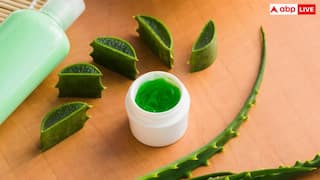 Aloe Vera Juice: खाली पेट एलोवेरा जूस शुगर को कर देगा कंट्रोल, जानें इसे पीने का सही तरीका