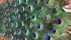 Janmashtami 2024: Innovative And Incredible Home Decor Ideas