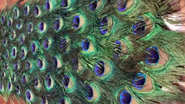 2. Fun peacock feathers: Peacock feathers are associated with Krishna, so don't just tie them in a vase, but be innovative. Use them to create cute wreaths for your doors, or you can make a beautiful feather curtain along with fairy lights. This gives it an elegant touch but with an element of surprise. (Image source: Pinterest/etsy)