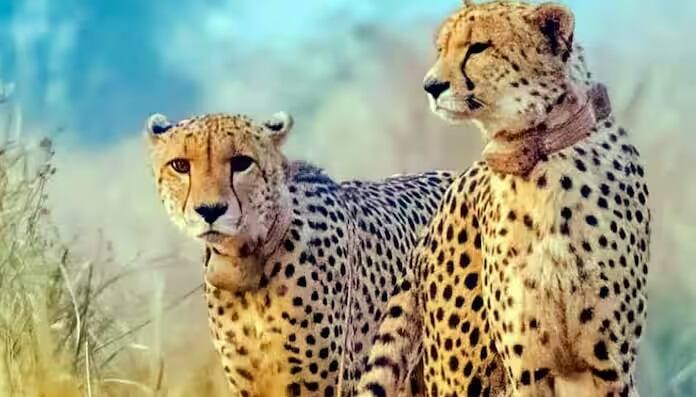 इन दिनों मौसम की मार से दक्षिण अफ्रीका और नामीबिया के चीतों के शरीर पर एक बार फिर मोटी परत उग आई है। इन सबके बावजूद, भारत ने नए तेंदुओं को लाने के लिए दक्षिणी गोलार्ध के देशों को सूची में शामिल किया है। दक्षिण अफ्रीका और नामीबिया के साथ चर्चा चल रही है। हालाँकि, इन देशों से अभी तक औपचारिक रूप से संपर्क नहीं किया गया है।